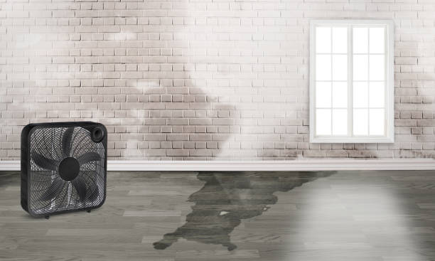 Best 24-hour water damage restoration  in Shelbina, MO